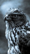 Lade kostenlos Hintergrundbilder Tiere,Vögel,Hawks für Handy oder Tablet herunter.