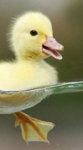 Vögel,Ducks,Tiere für HTC One X