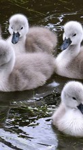 Lade kostenlos Hintergrundbilder Vögel,Ducks,Tiere für Handy oder Tablet herunter.
