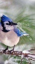 Lade kostenlos 128x160 Hintergrundbilder Tiere,Vögel für Handy oder Tablet herunter.