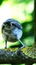 Lade kostenlos 320x480 Hintergrundbilder Tiere,Vögel für Handy oder Tablet herunter.