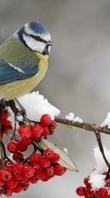 Tiere,Vögel für Samsung Galaxy Gio