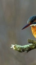 Lade kostenlos Hintergrundbilder Tiere,Vögel für Handy oder Tablet herunter.