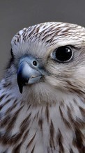 Tiere,Vögel für Apple iPod touch 1G
