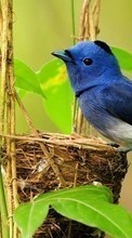 Lade kostenlos Hintergrundbilder Tiere,Vögel für Handy oder Tablet herunter.