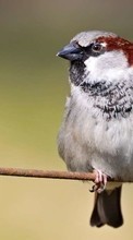 Lade kostenlos Hintergrundbilder Vögel,Tiere für Handy oder Tablet herunter.