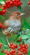 Lade kostenlos Hintergrundbilder Vögel,Tiere für Handy oder Tablet herunter.