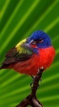 Tiere,Vögel für HTC Desire V
