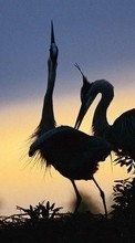 Lade kostenlos 320x240 Hintergrundbilder Tiere,Vögel,Cranes für Handy oder Tablet herunter.