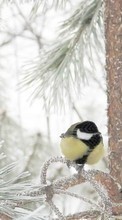 Lade kostenlos Hintergrundbilder Vögel,Tiere,Winterreifen für Handy oder Tablet herunter.