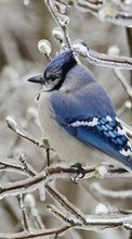 Lade kostenlos Hintergrundbilder Tiere,Winterreifen,Vögel für Handy oder Tablet herunter.