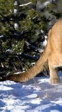 Lade kostenlos Hintergrundbilder Tiere,Winterreifen,Puma für Handy oder Tablet herunter.