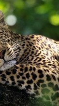 Lade kostenlos Hintergrundbilder Puma,Tiere für Handy oder Tablet herunter.