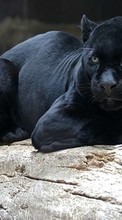 Puma,Tiere für HTC Radar