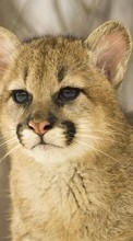 Lade kostenlos Hintergrundbilder Tiere,Puma für Handy oder Tablet herunter.