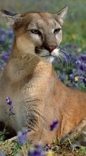 Lade kostenlos Hintergrundbilder Tiere,Puma für Handy oder Tablet herunter.