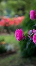Lade kostenlos Hintergrundbilder Pflanzen,Roses für Handy oder Tablet herunter.