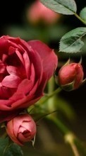 Lade kostenlos Hintergrundbilder Pflanzen,Roses für Handy oder Tablet herunter.