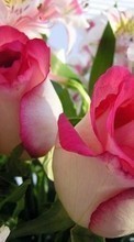 Lade kostenlos 128x160 Hintergrundbilder Pflanzen,Blumen,Roses,Postkarten,8. März Internationaler Frauentag für Handy oder Tablet herunter.