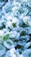 Lade kostenlos 320x480 Hintergrundbilder Pflanzen,Schnee für Handy oder Tablet herunter.