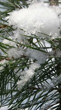 Pflanzen,Schnee,Kiefer für Sony Ericsson Xperia X10 mini
