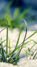 Lade kostenlos Hintergrundbilder Pflanzen,Grass,Schnee für Handy oder Tablet herunter.