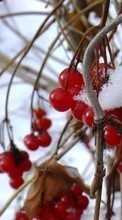 Pflanzen,Winterreifen,Schnee,Bush für Samsung Galaxy Core 2