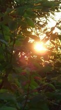 Lade kostenlos Hintergrundbilder Pflanzen,Sunset,Sun für Handy oder Tablet herunter.
