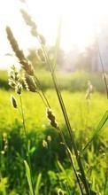 Pflanzen,Grass für Sony Xperia Z3