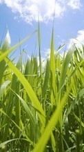 Pflanzen,Grass für Samsung Star 2 S5260 