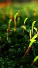 Pflanzen,Grass für Nokia N8