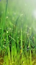 Lade kostenlos Hintergrundbilder Pflanzen,Grass für Handy oder Tablet herunter.