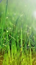 Lade kostenlos Hintergrundbilder Pflanzen,Grass für Handy oder Tablet herunter.
