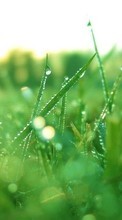 Pflanzen,Grass für HTC Desire 820G+
