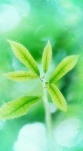 Lade kostenlos Hintergrundbilder Pflanzen für Handy oder Tablet herunter.