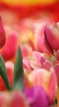 Lade kostenlos Hintergrundbilder Pflanzen,Tulpen für Handy oder Tablet herunter.
