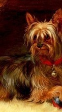 Bilder,Hunde,Tiere für Nokia C5