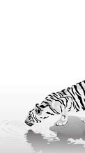 Lade kostenlos Hintergrundbilder Tiere,Tigers,Bilder für Handy oder Tablet herunter.