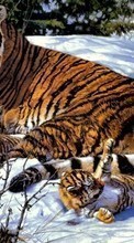 Lade kostenlos Hintergrundbilder Bilder,Tigers,Tiere für Handy oder Tablet herunter.