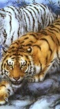Lade kostenlos Hintergrundbilder Tiere,Tigers,Bilder für Handy oder Tablet herunter.