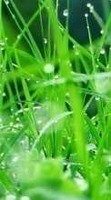 Bilder,Grass für Sony Xperia acro S