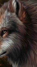 Lade kostenlos Hintergrundbilder Tiere,Wölfe,Bilder für Handy oder Tablet herunter.