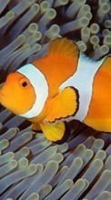 Lade kostenlos Hintergrundbilder Clownfische,Tiere für Handy oder Tablet herunter.