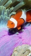 Lade kostenlos Hintergrundbilder Clownfische,Tiere für Handy oder Tablet herunter.