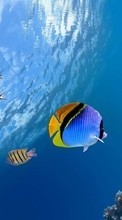 Fische,Tiere für OnePlus 8