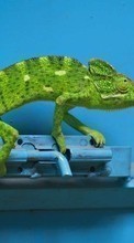 Lade kostenlos Hintergrundbilder Tiere,Lizards für Handy oder Tablet herunter.