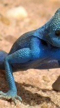 Lade kostenlos Hintergrundbilder Tiere,Lizards für Handy oder Tablet herunter.