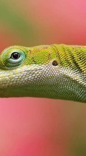Lizards,Tiere für Samsung Galaxy Tab 4