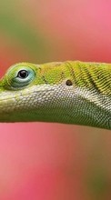 Lade kostenlos Hintergrundbilder Lizards,Tiere für Handy oder Tablet herunter.