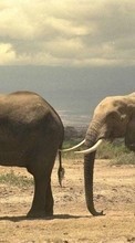 Lade kostenlos Hintergrundbilder Tiere,Elephants für Handy oder Tablet herunter.